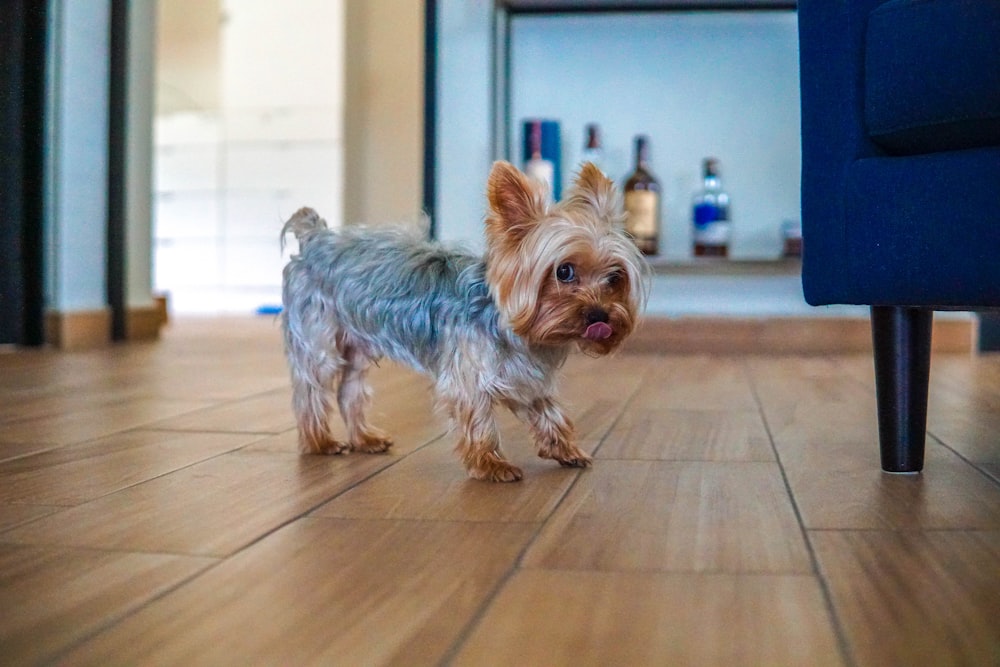 Yorkshire terrier puppy standing on floor