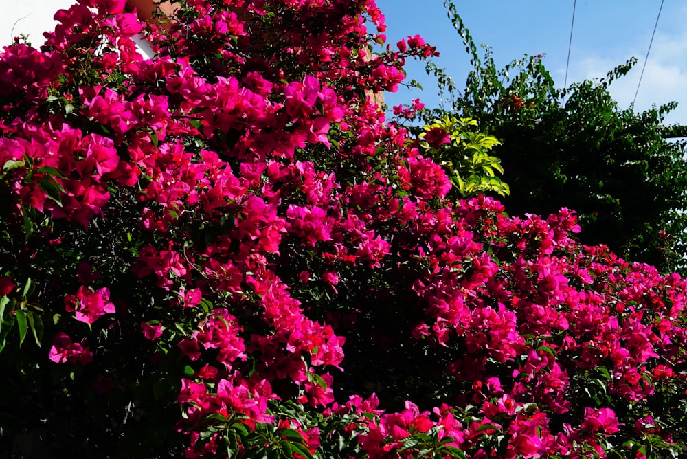 pink-petaled flowers near green leaves