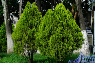 Two lush green coniferous trees stand in the foreground of a park setting, surrounded by taller trees and vegetation. A decorative blue bench is partially visible on the right side, suggesting a peaceful public garden or park area.