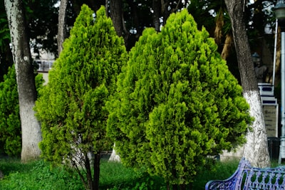 Two lush green coniferous trees stand in the foreground of a park setting, surrounded by taller trees and vegetation. A decorative blue bench is partially visible on the right side, suggesting a peaceful public garden or park area.