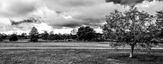 A minimalist black and white landscape with a solitary tree under a cloudy sky, touched by faint golden light.