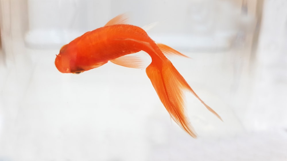 pesce arancione