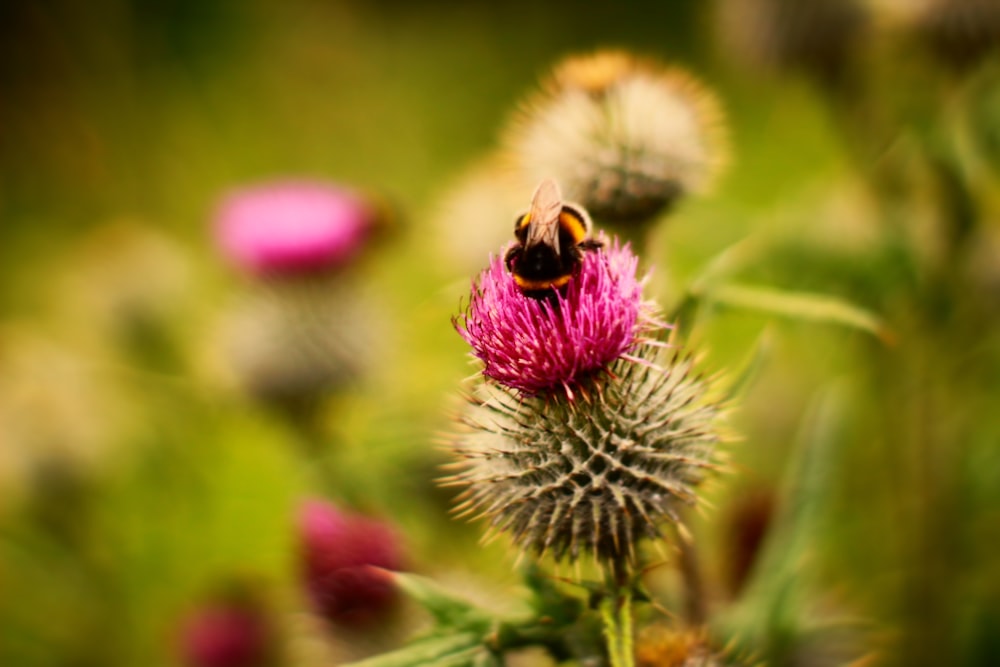 selective focus photography of pink flower