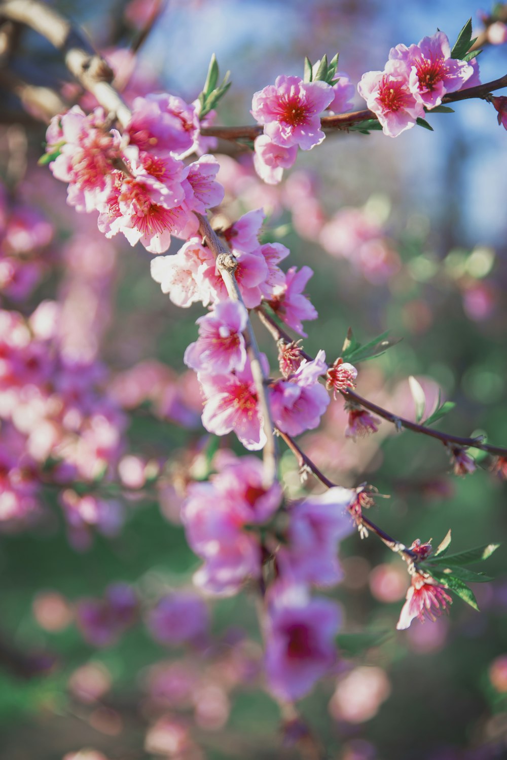 focus photography of pink petaled flower