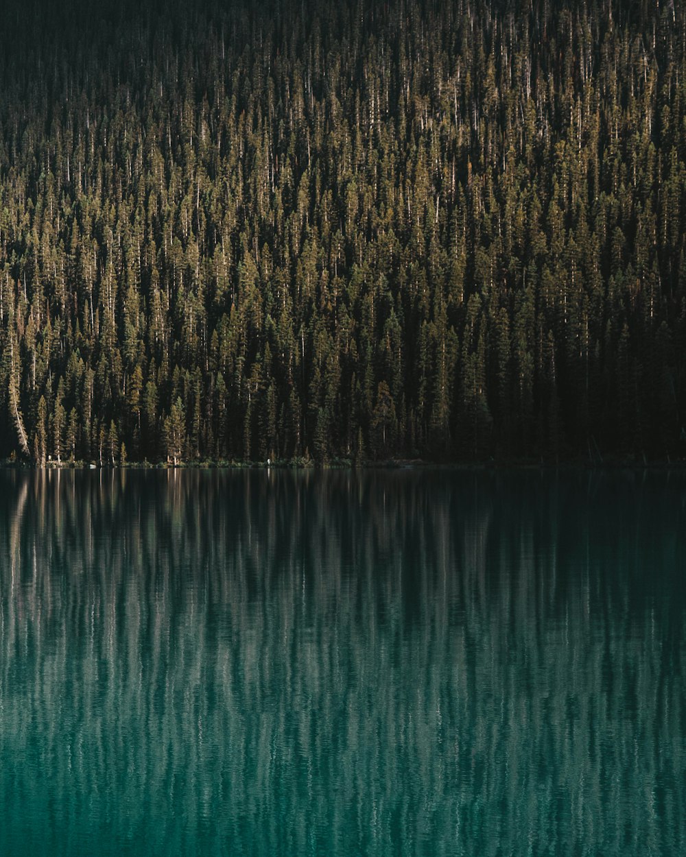 a large body of water surrounded by trees