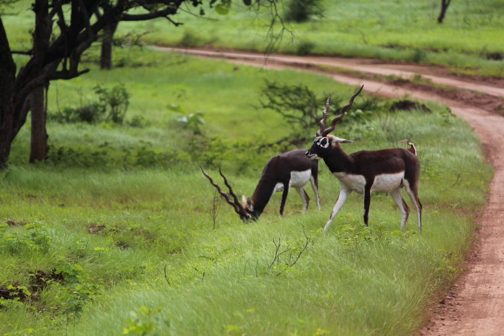 two black-and-white deers on green grass