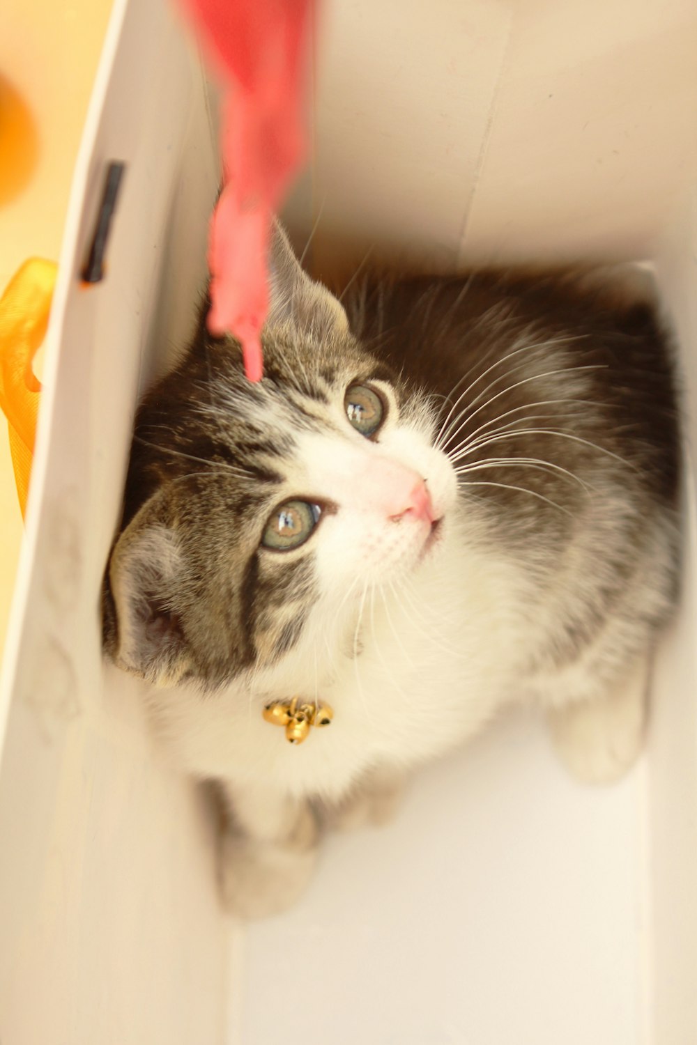 closeup photo of white and black kitten inside paper tote bag