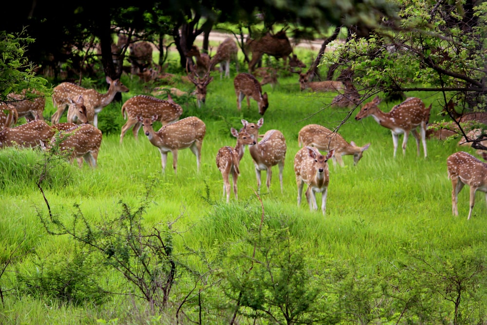 group of brown deer on green grassland