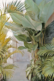 Inviting pathway leading to the rooms surrounded by tropical plants.