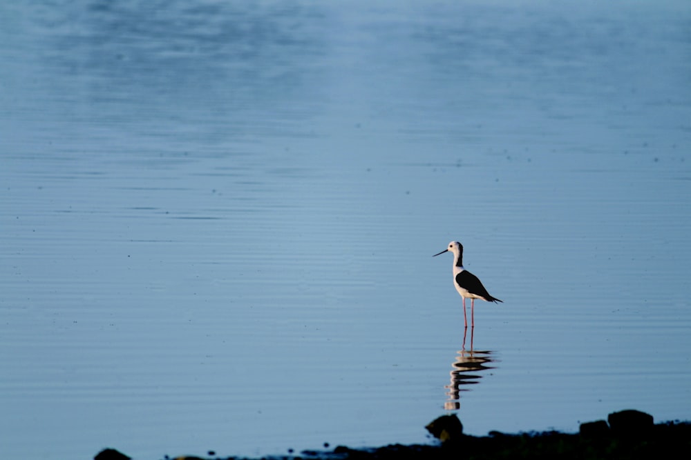 bird on water