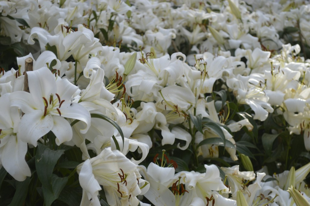 Ecuador Lilies