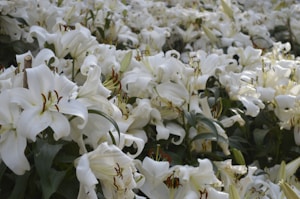 Ecuador Lilies