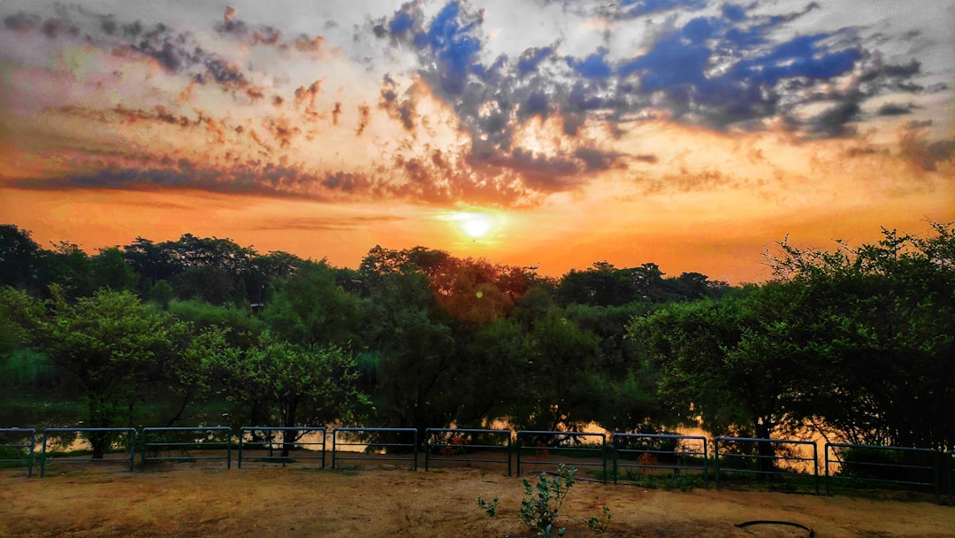 landscape photography of green-leaved trees, Sunrise