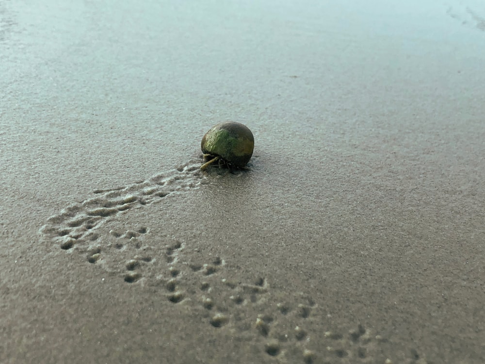 brown hermit crab on gray sand