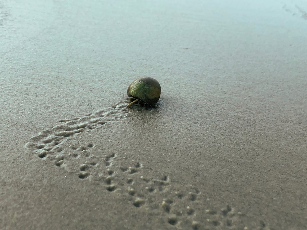 caranguejo eremita marrom na areia cinza