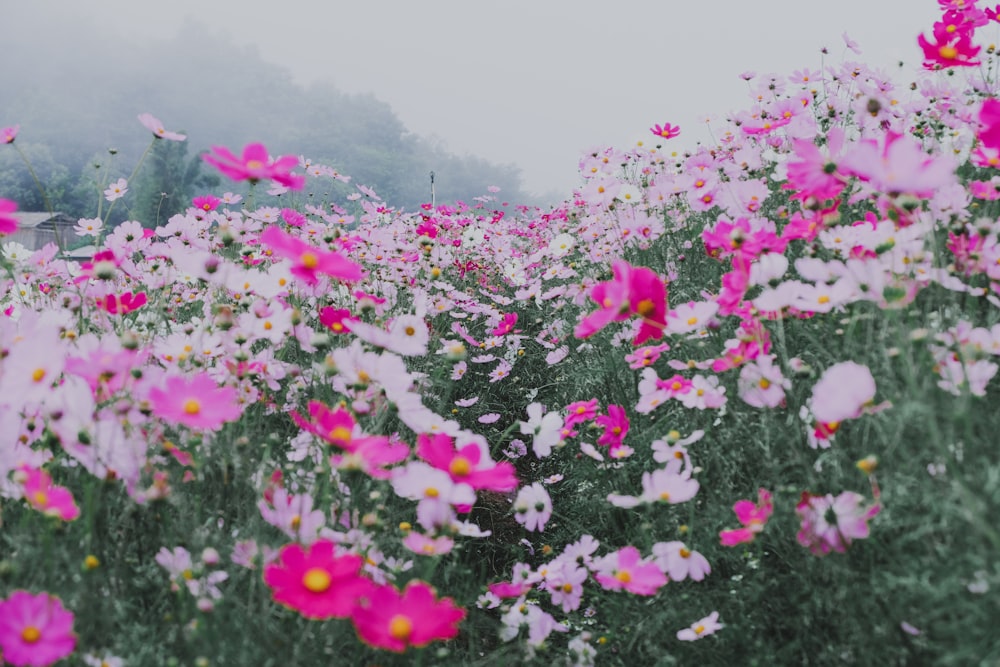 pink flowers in bloom