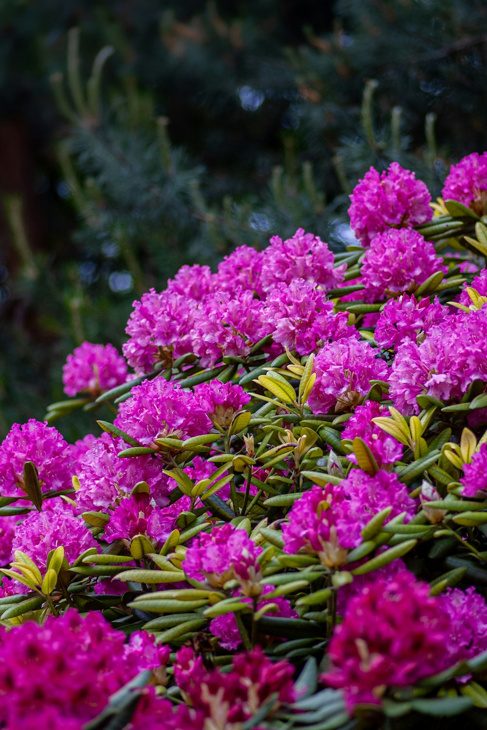 Rosa Blumen blühen