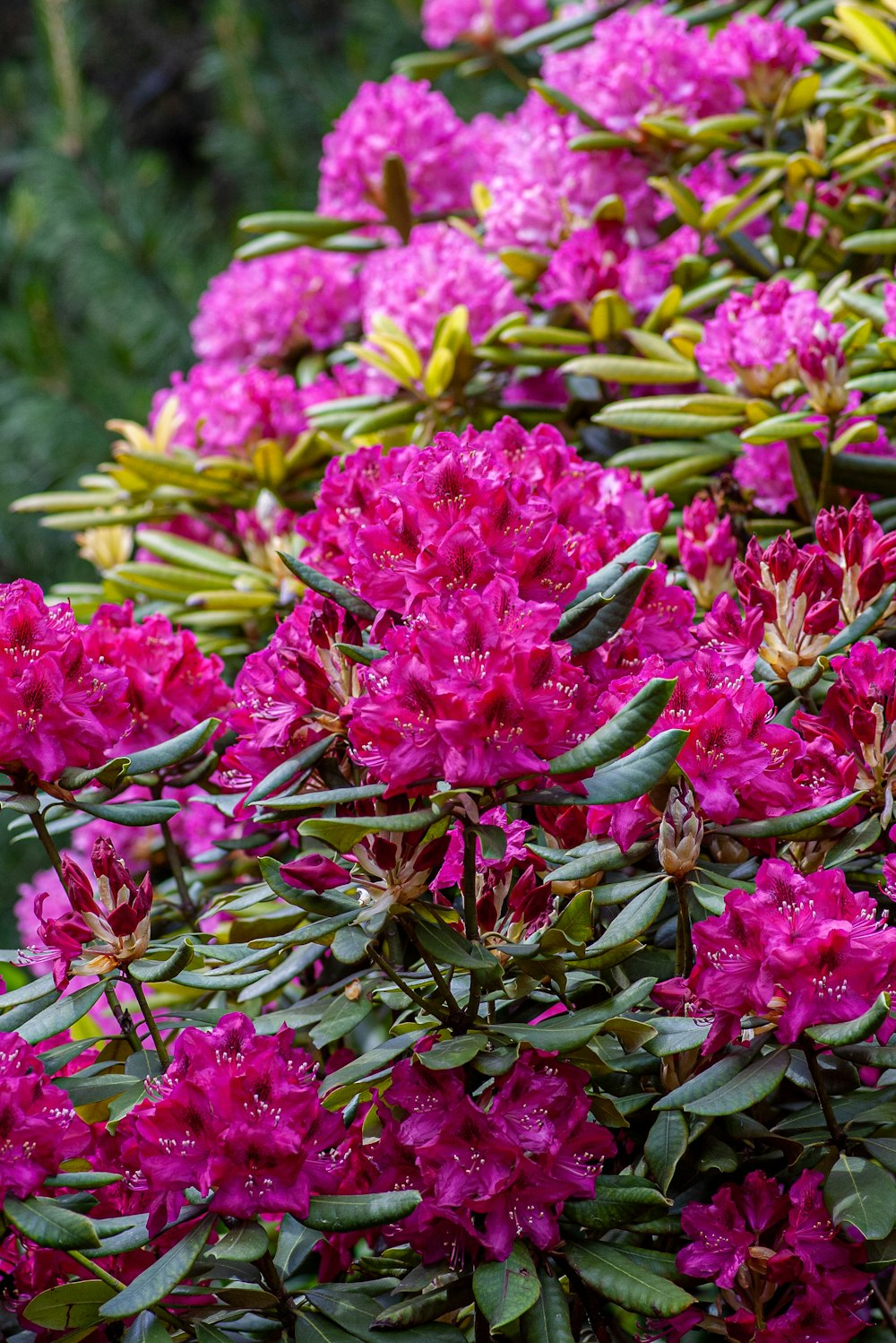 pink petaled flowers