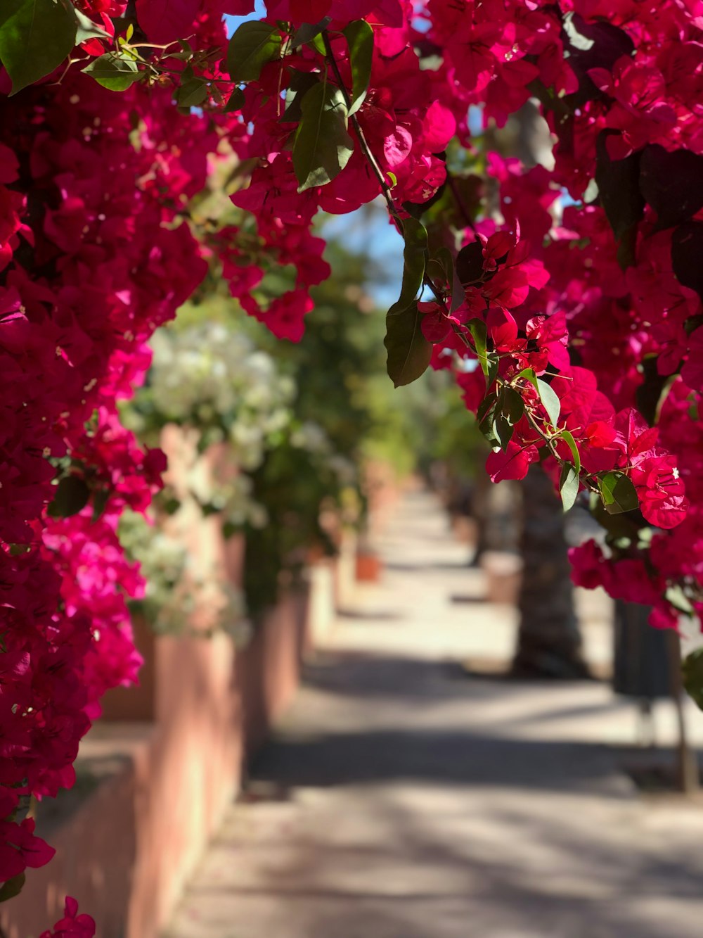 pink flowers in bloom