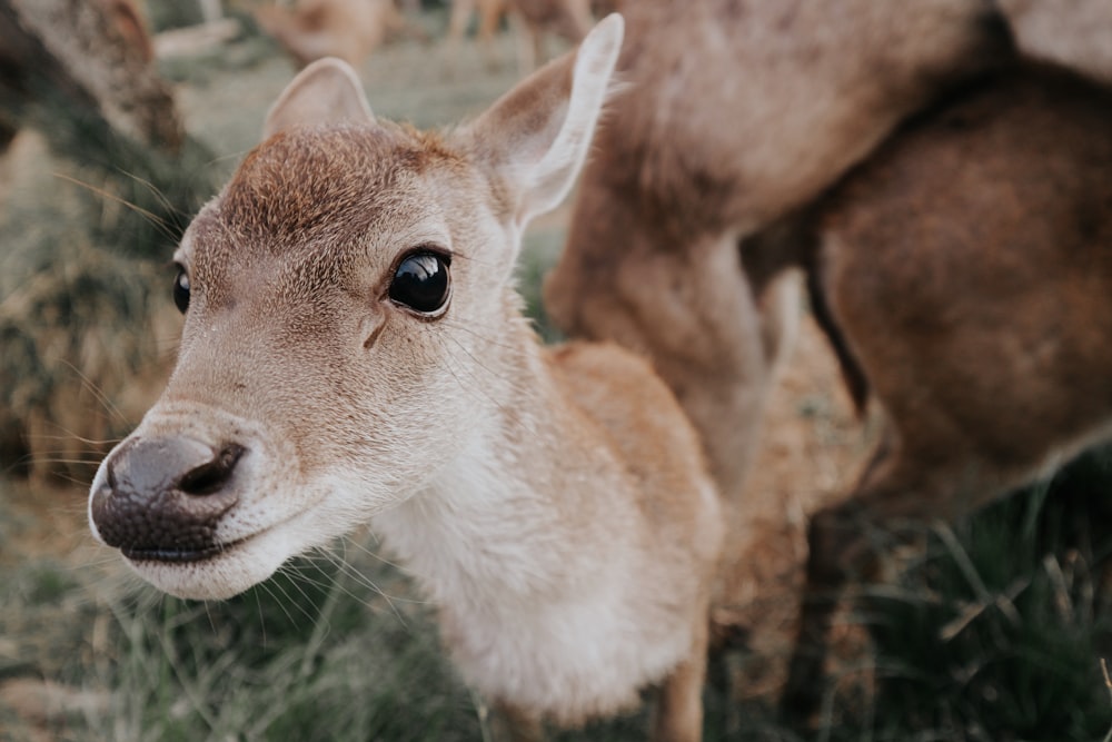 brown deer