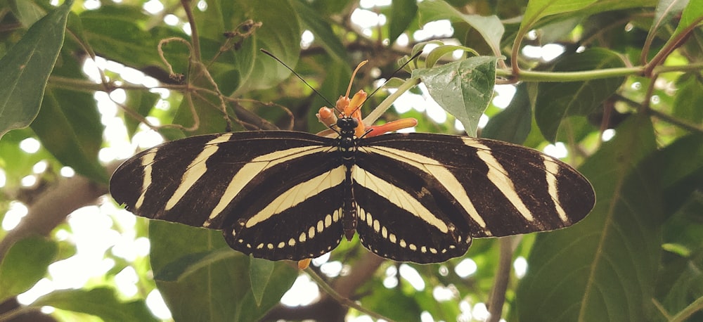 mariposa negra y amarilla