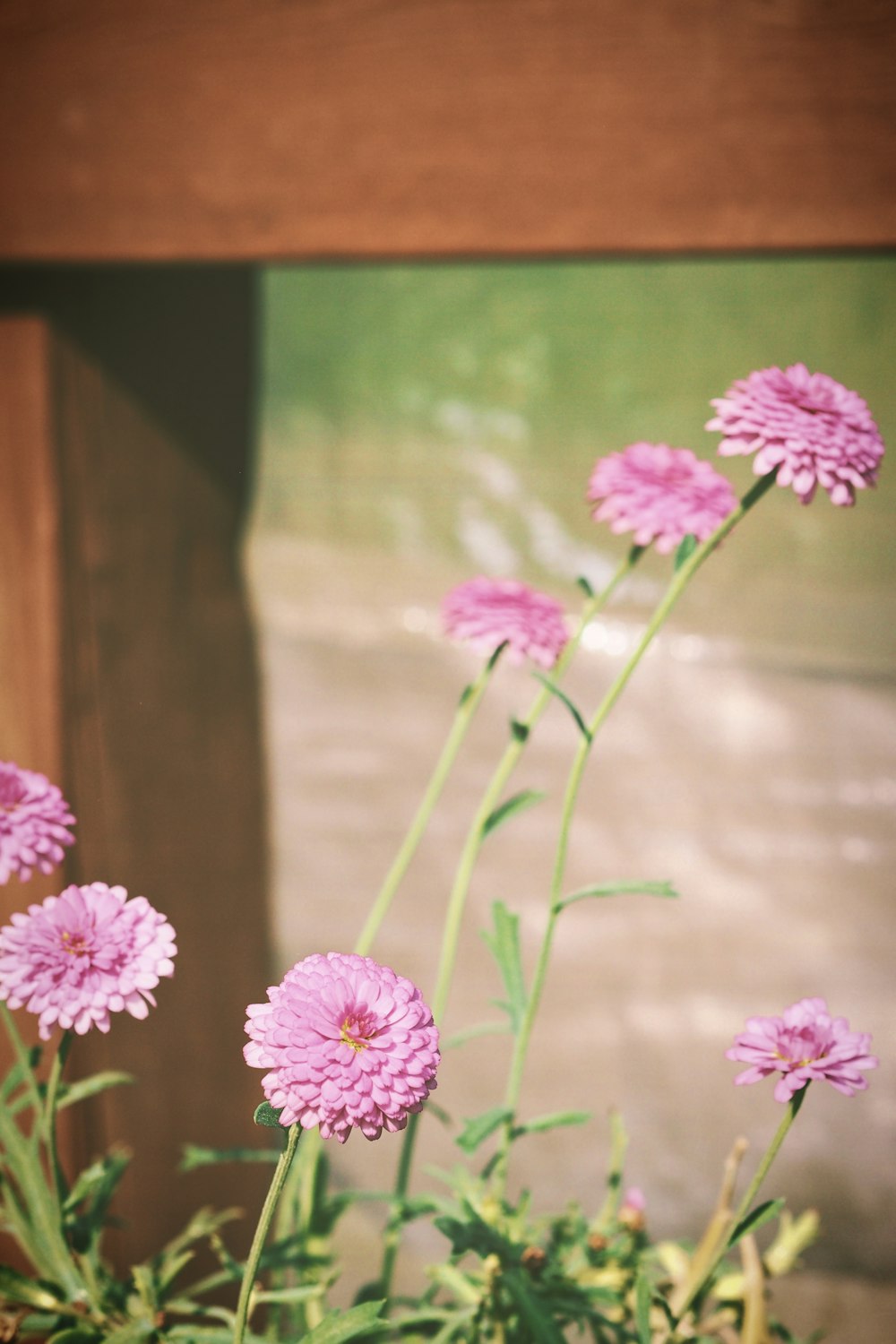 pink cluster flower plant during daytime