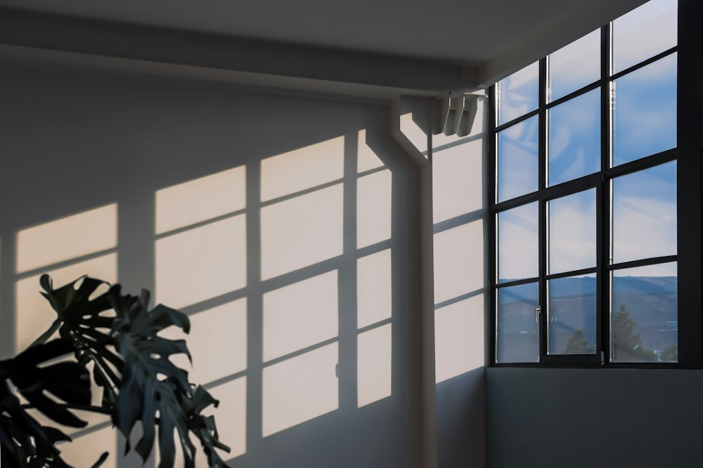 A leafy plant in a room full of soft daylight