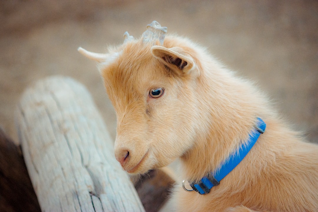 brown goat kid