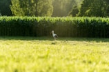 A stork stands in the middle of a lush green field with sunlight filtering through the surrounding trees. The background features a dense row of corn plants, and the scene is bathed in warm, golden light, creating a serene and peaceful atmosphere.