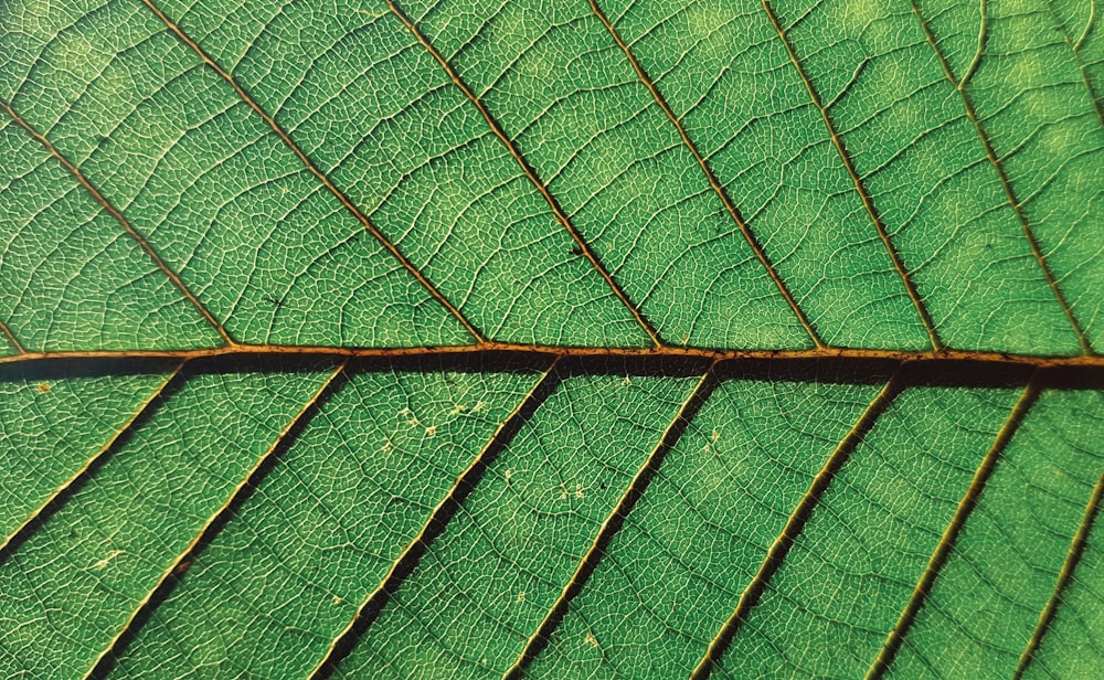 green leaf