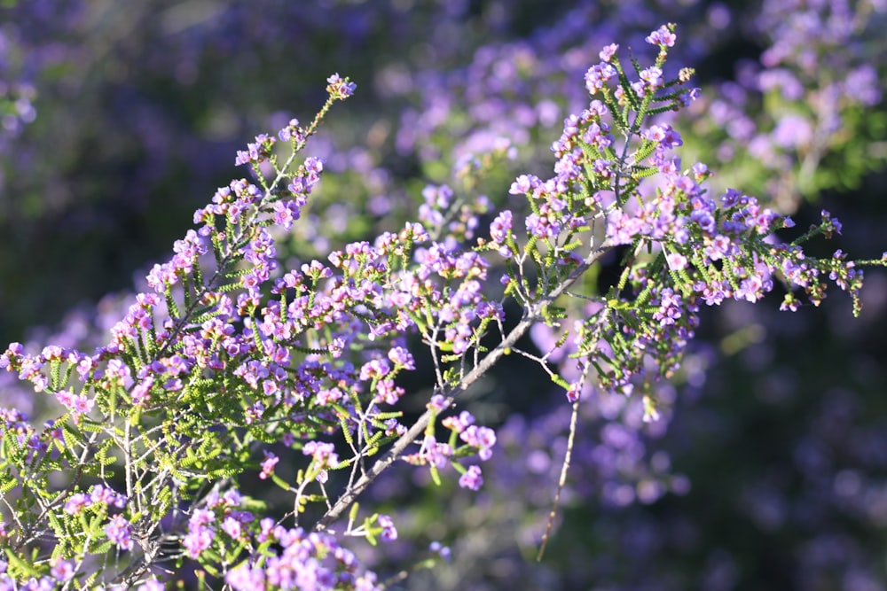 closeup photo of purple petaled flowers