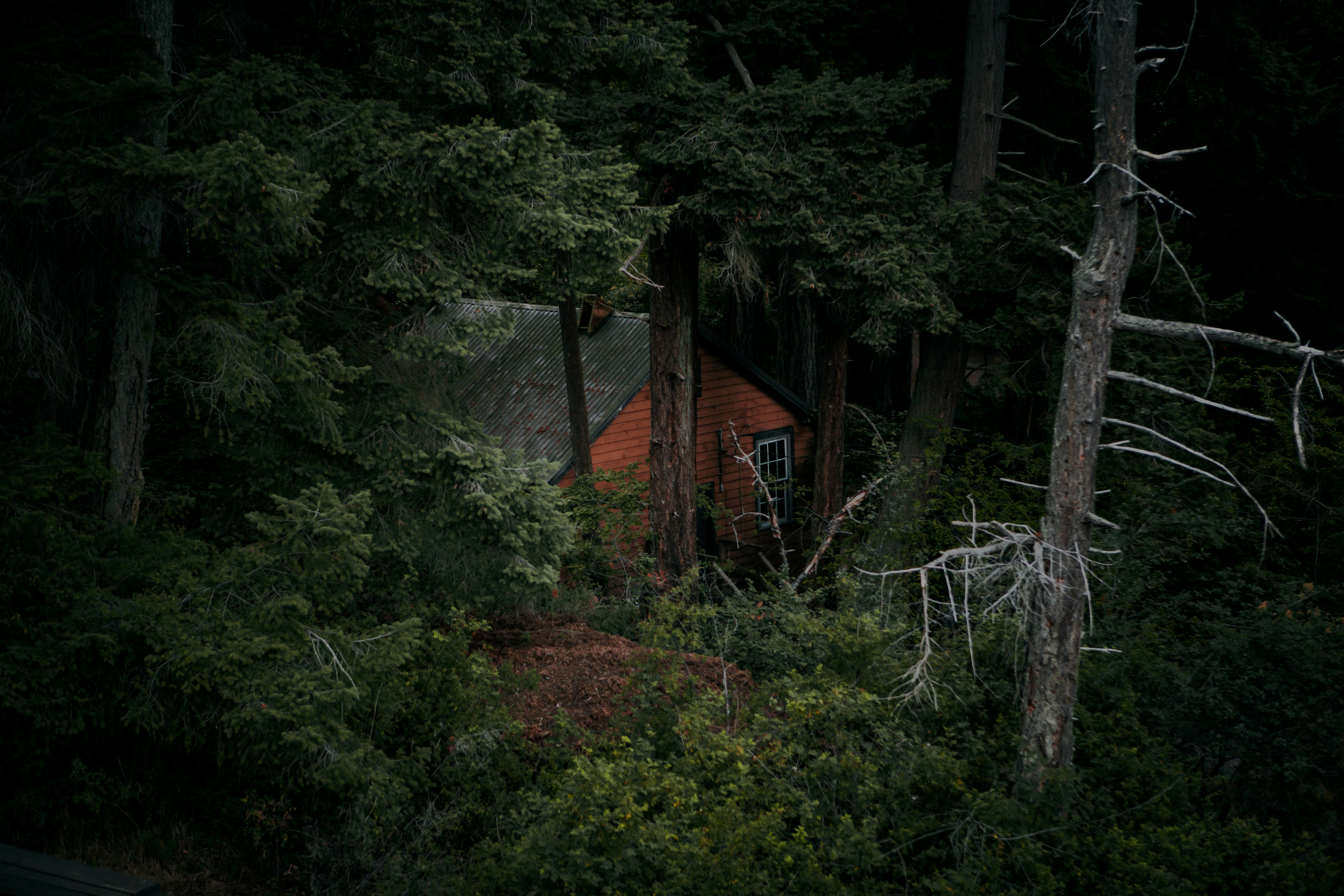 brown wooden house surrounded with trees