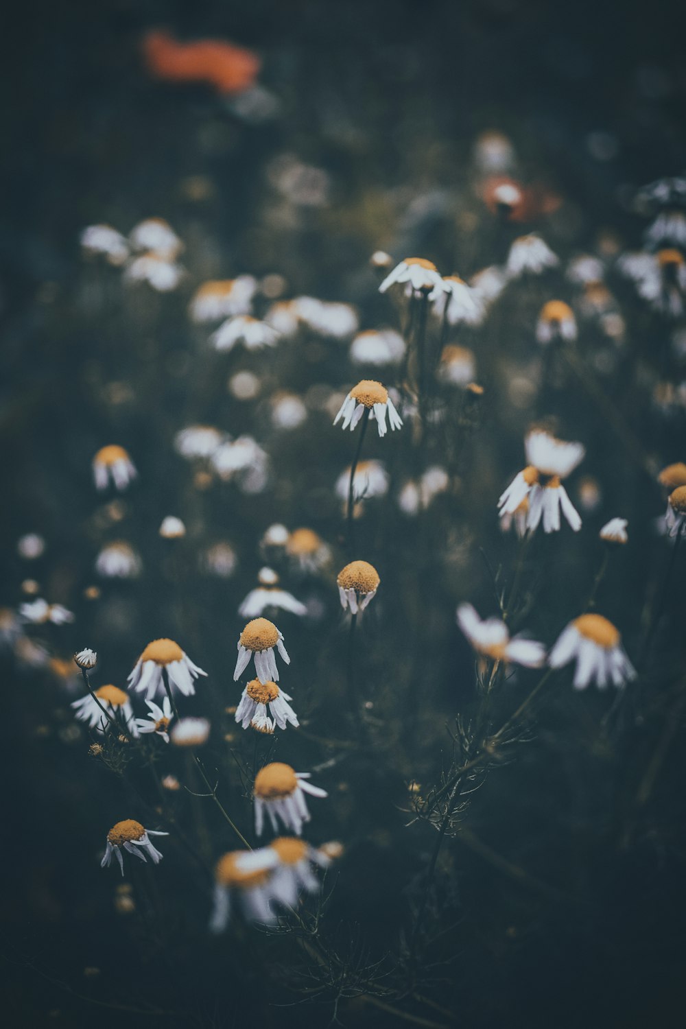 shallow focus photography of green-leafed plant with white flowers