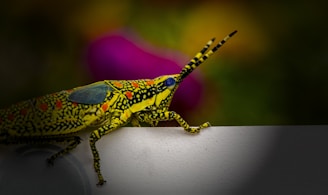 A brightly colored insect with striking patterns of yellow, black, and red on its body is perched on the edge of a surface. Its antennae are prominently extended, and it stands against a blurred background composed of dark greens and purples.