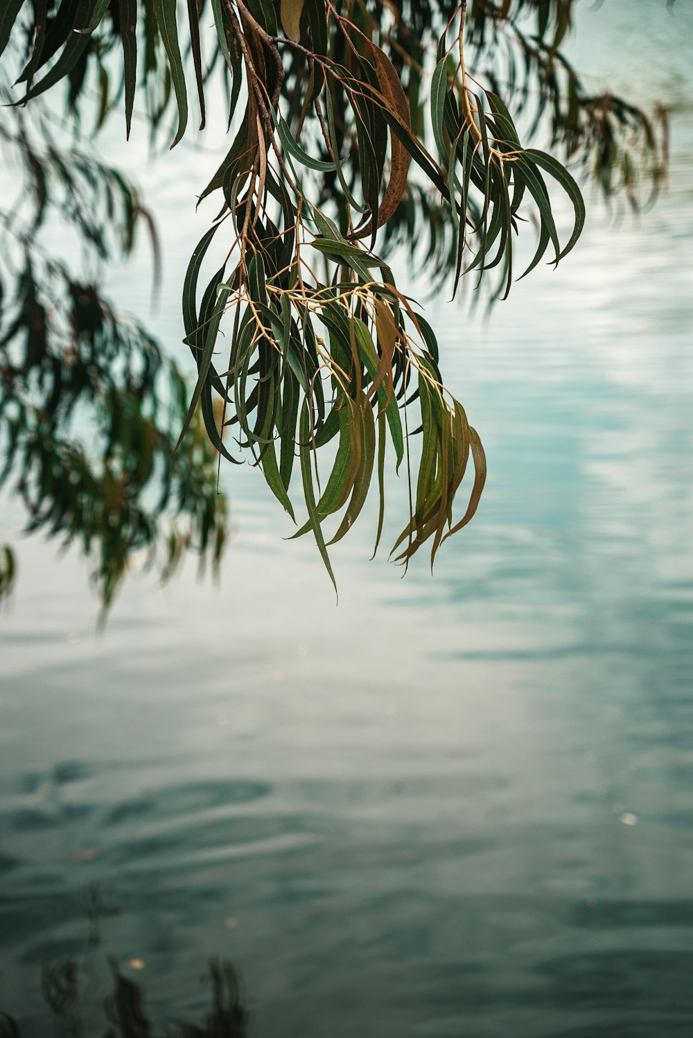 selective focus photo of green-leafed tree