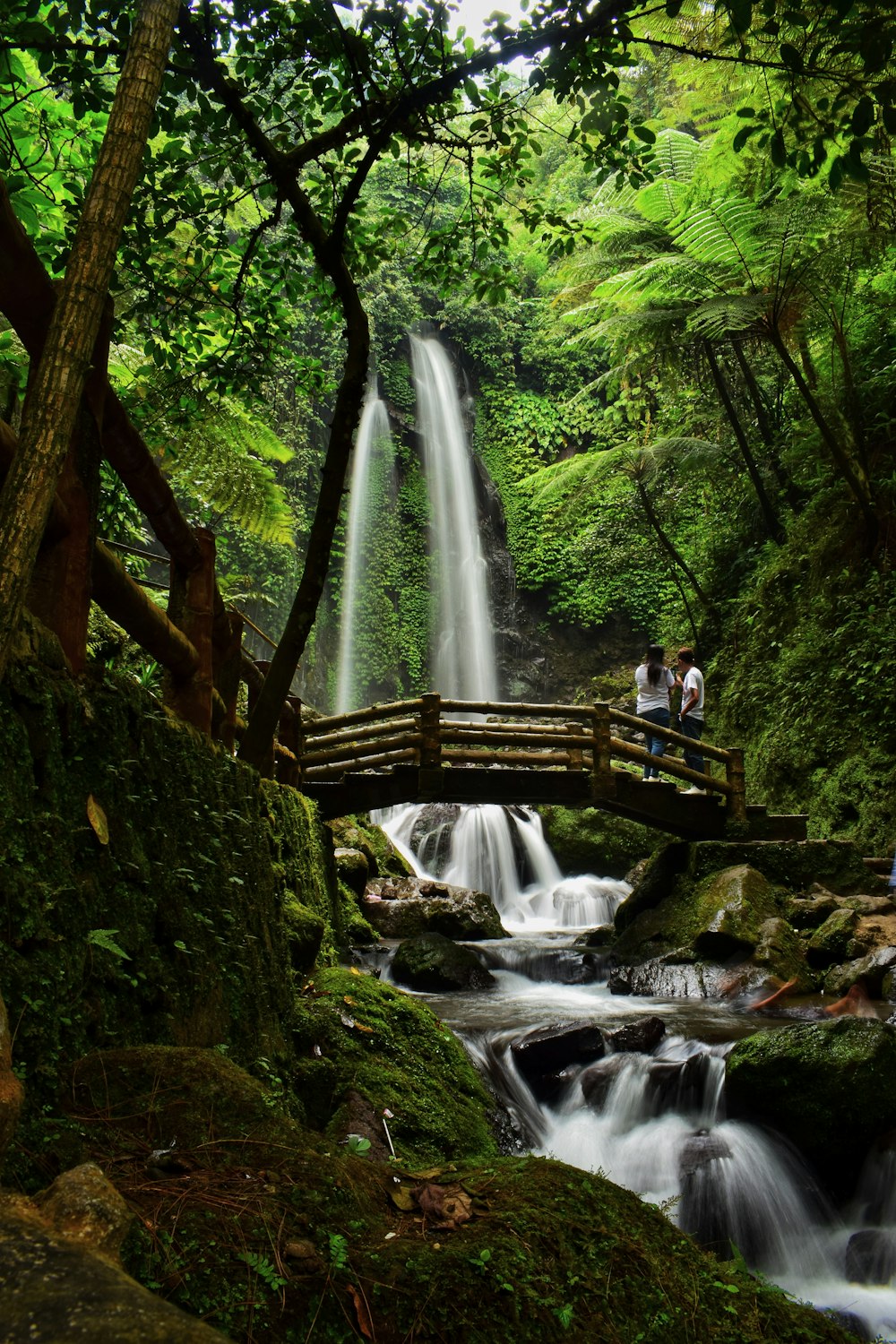 waterfalls beside green tree