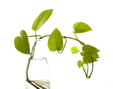 A small glass bottle with water holds a green plant cutting. The plant has vibrant green leaves and visible roots submerged in the water.