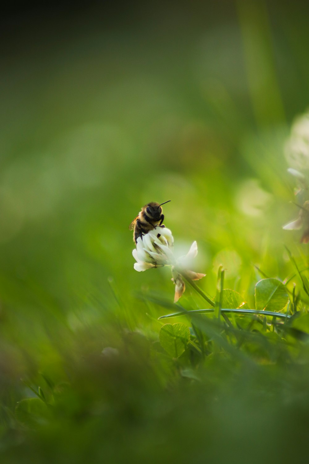 selective focus photography of brown and yellow bee