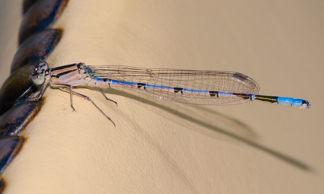 blue and grey damsel fly on white textile