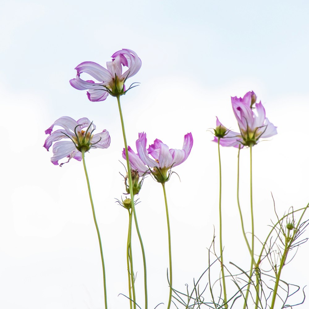 purple petaled flower