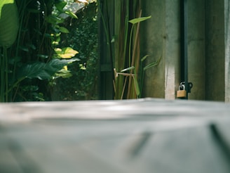 A wooden platform or tabletop stretches across the foreground, creating a blurred depth of field. Lush green foliage with large leaves grows along the left side, lit by soft sunlight. On the right, a concrete or stone wall features some vertical metal piping, with a padlock hanging from one part.