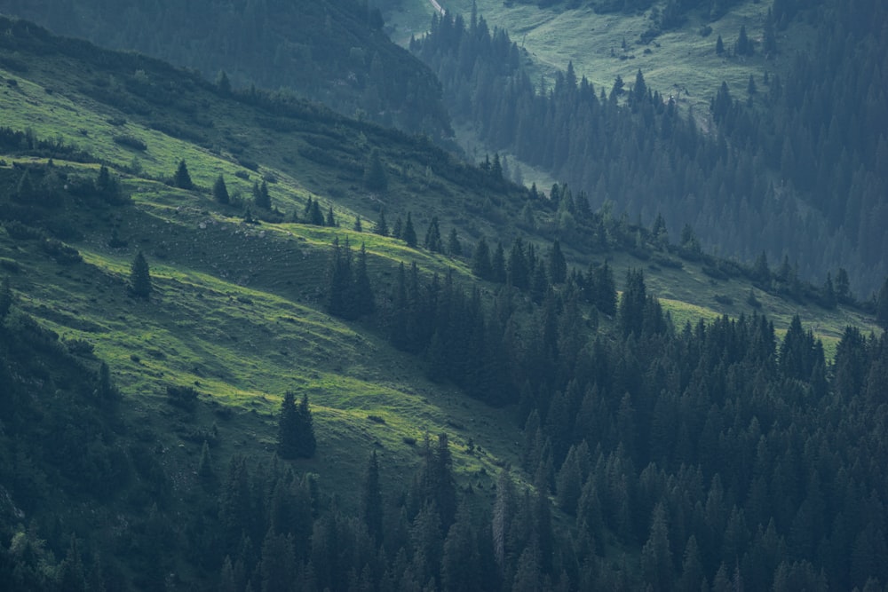 green pine trees