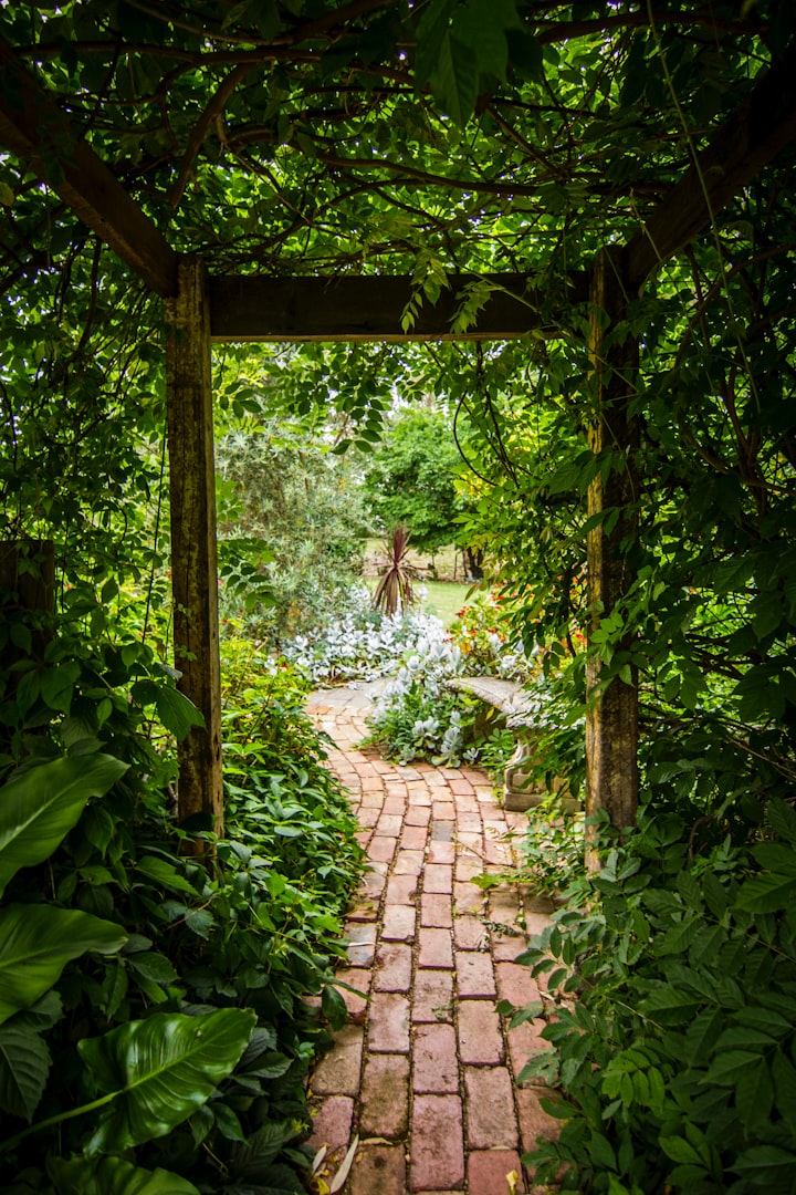 The Starlight Garden: Unveiling the Magic Within