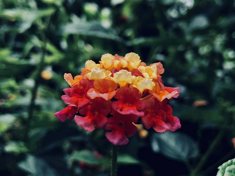 yellow and pink flowers