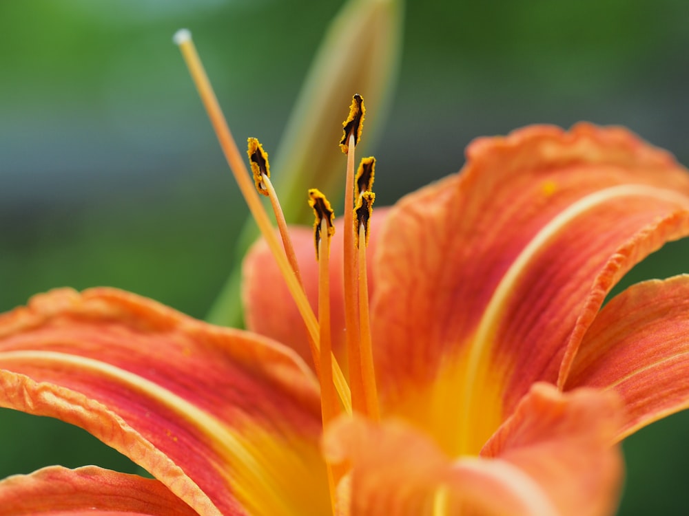 red-petaled flower