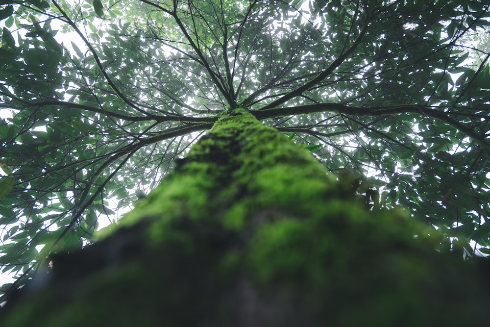 green-leafed tree