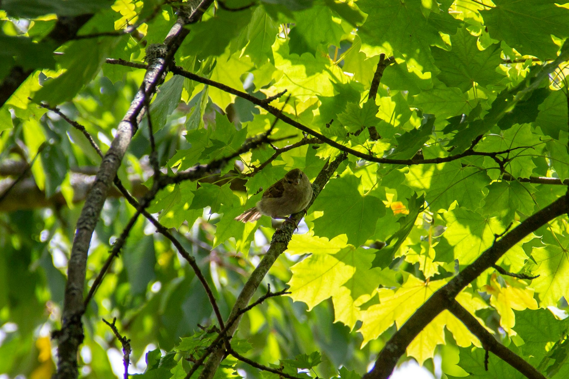 A graceful bird perched on a slender branch, surrounded by lush green leaves glowing in golden sunlight.