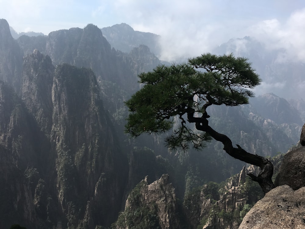 tree on cliff