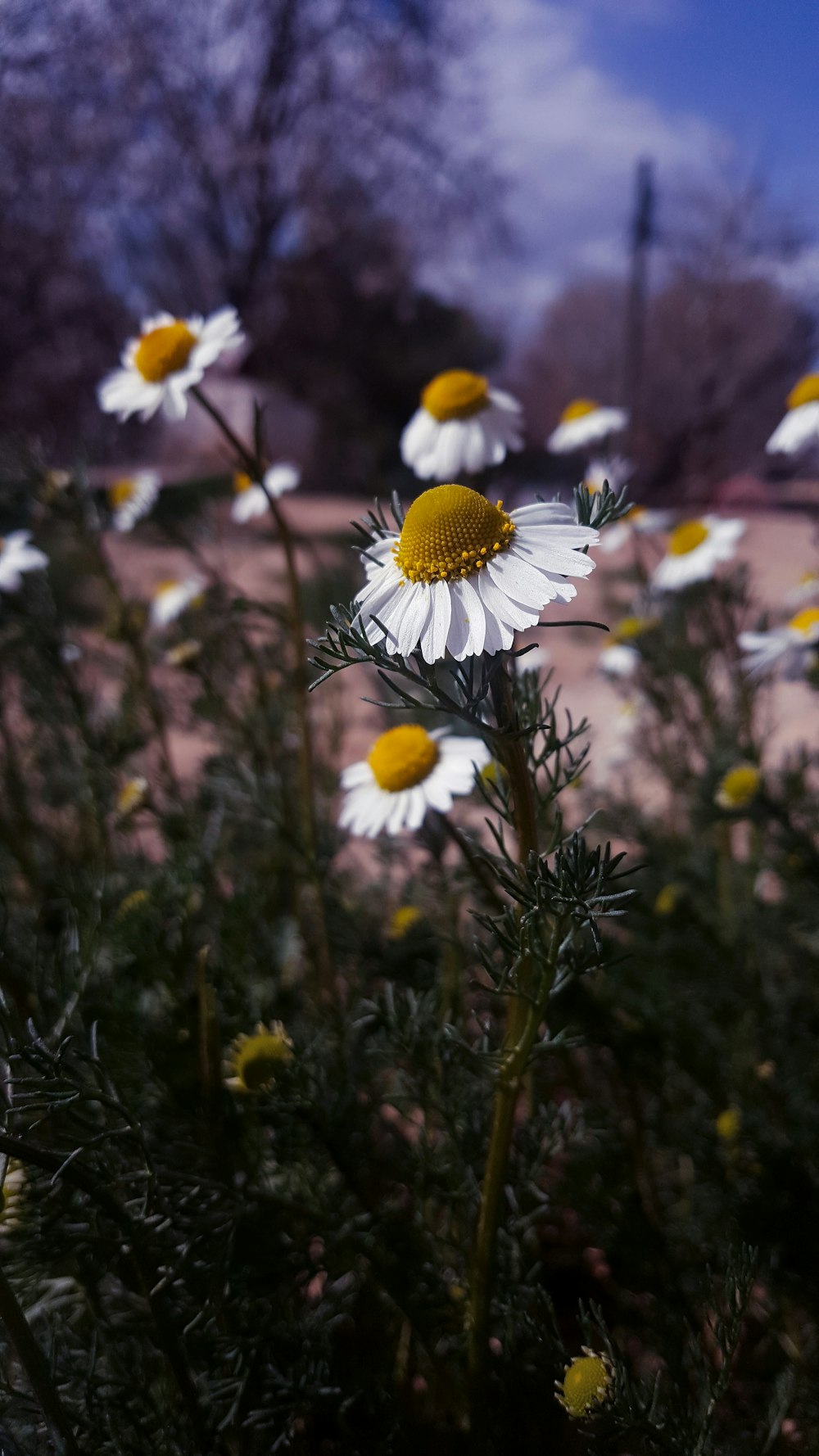 white daisy flowers