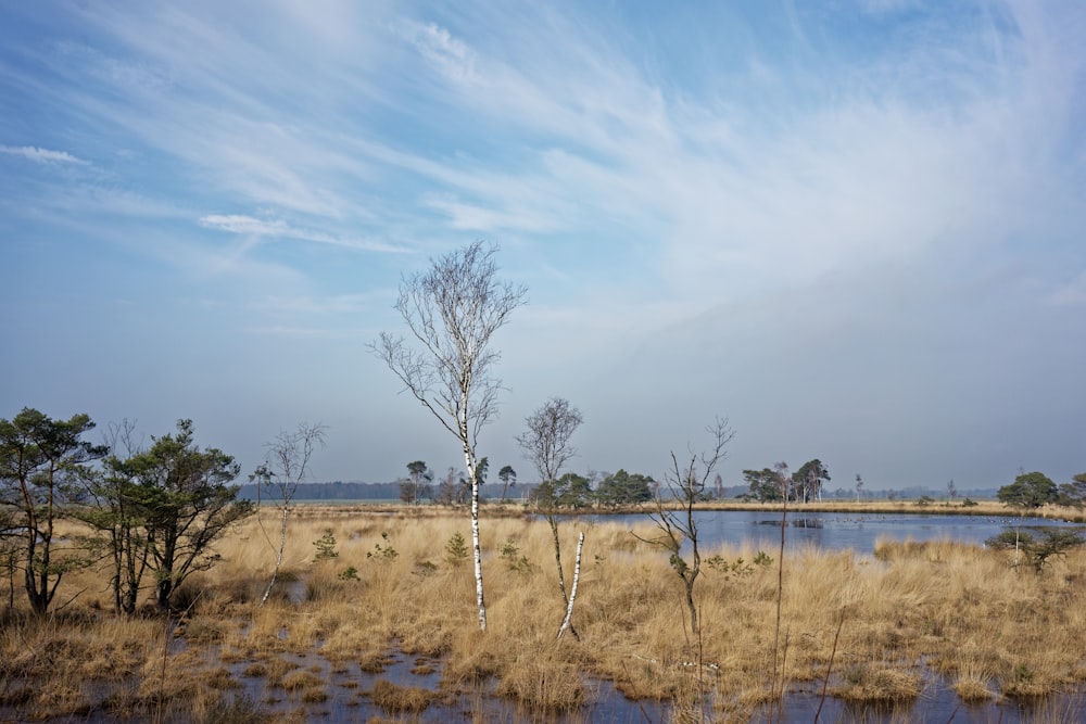 bare trees in swamp area